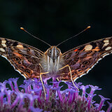 Insects